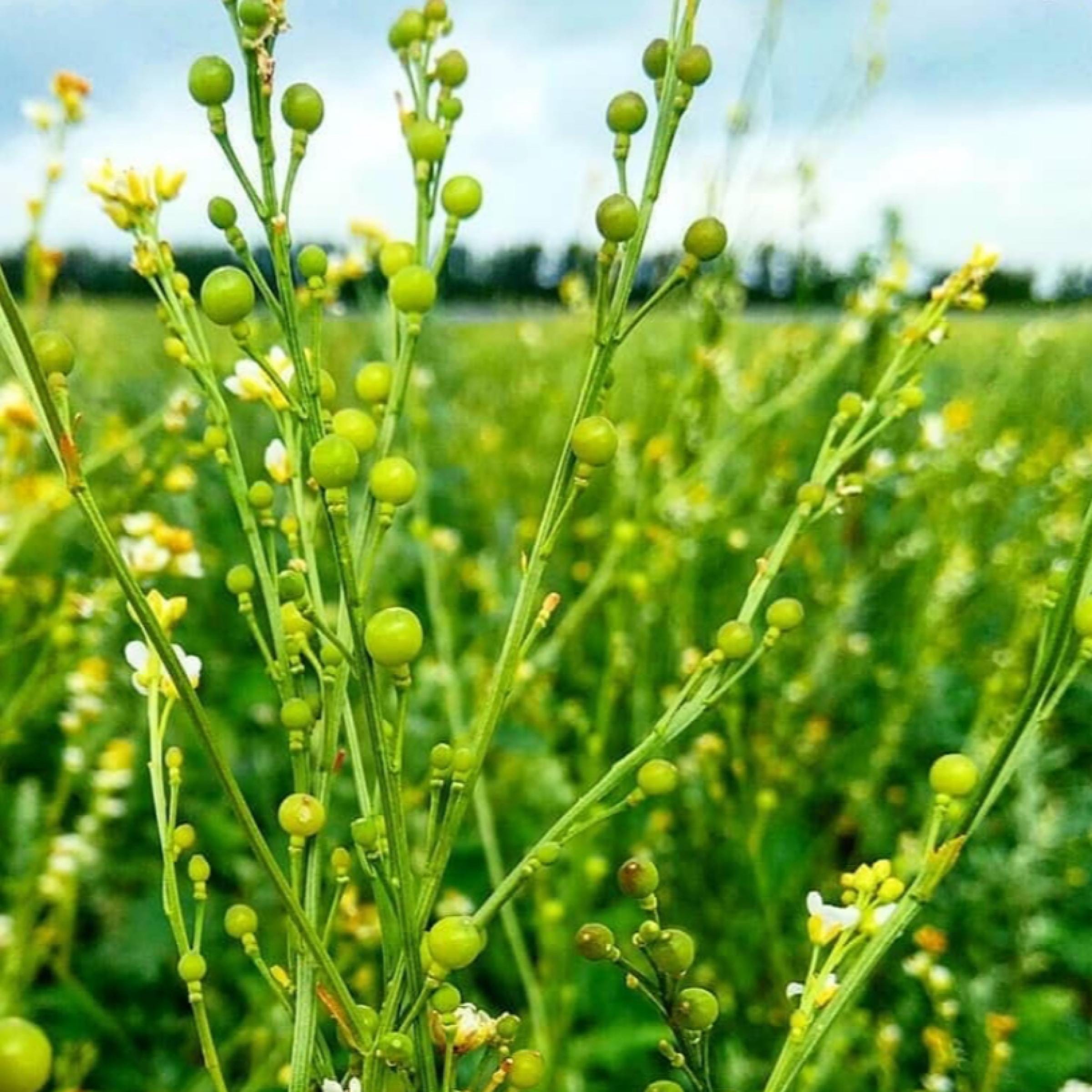 Abyssinian Seed Oil, Organic, Cold Pressed, Unrefined, Natural