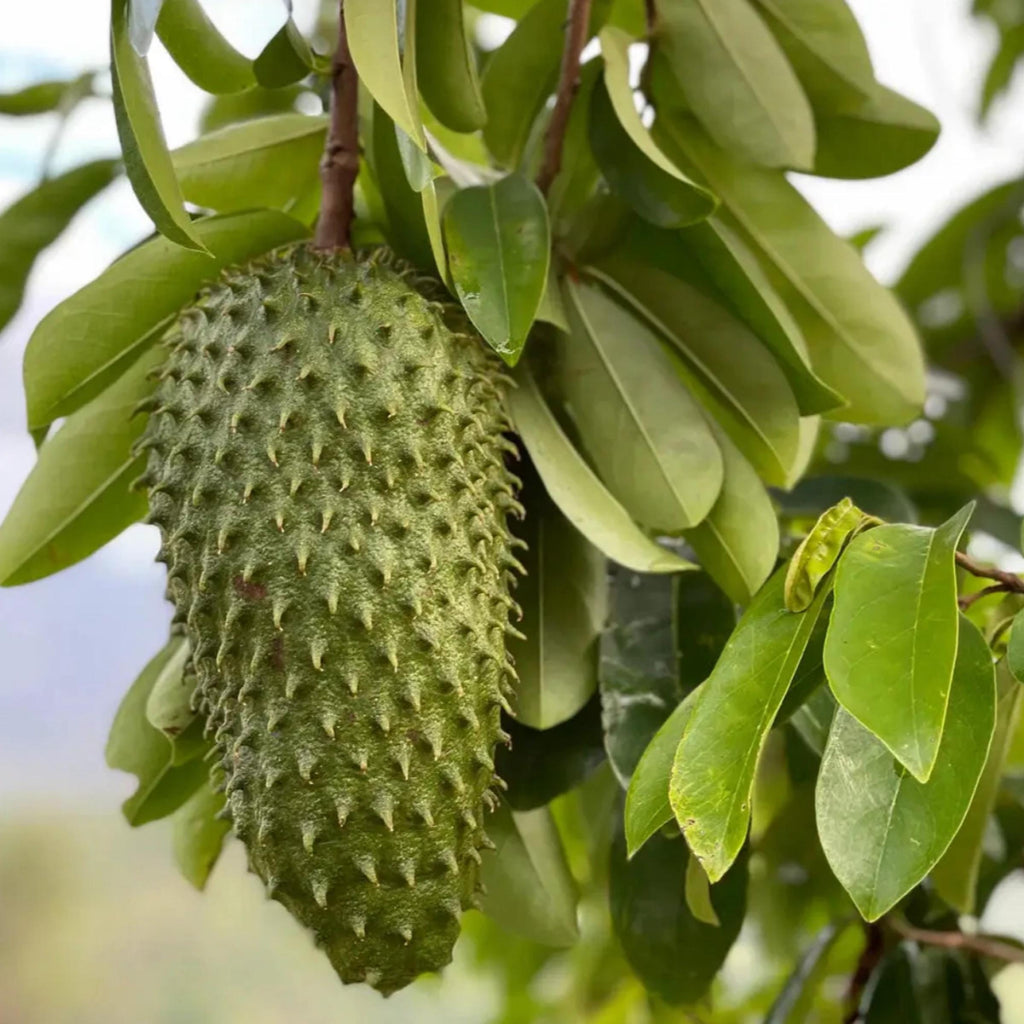 Soursop Seed Oil, Organic, Cold Pressed, Unrefined, Natural