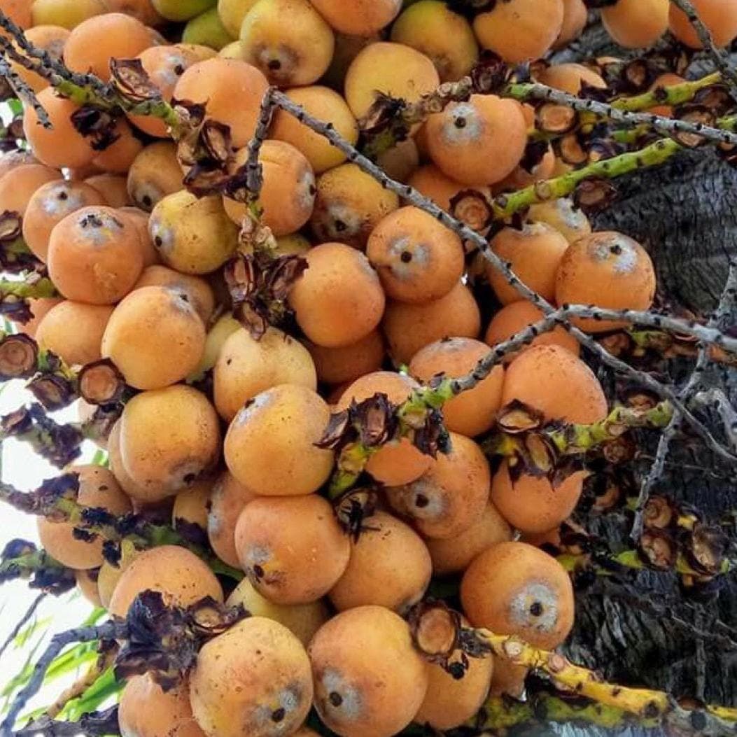 Licuri Seed Oil, Organic, Cold Pressed, Unrefined, Natural