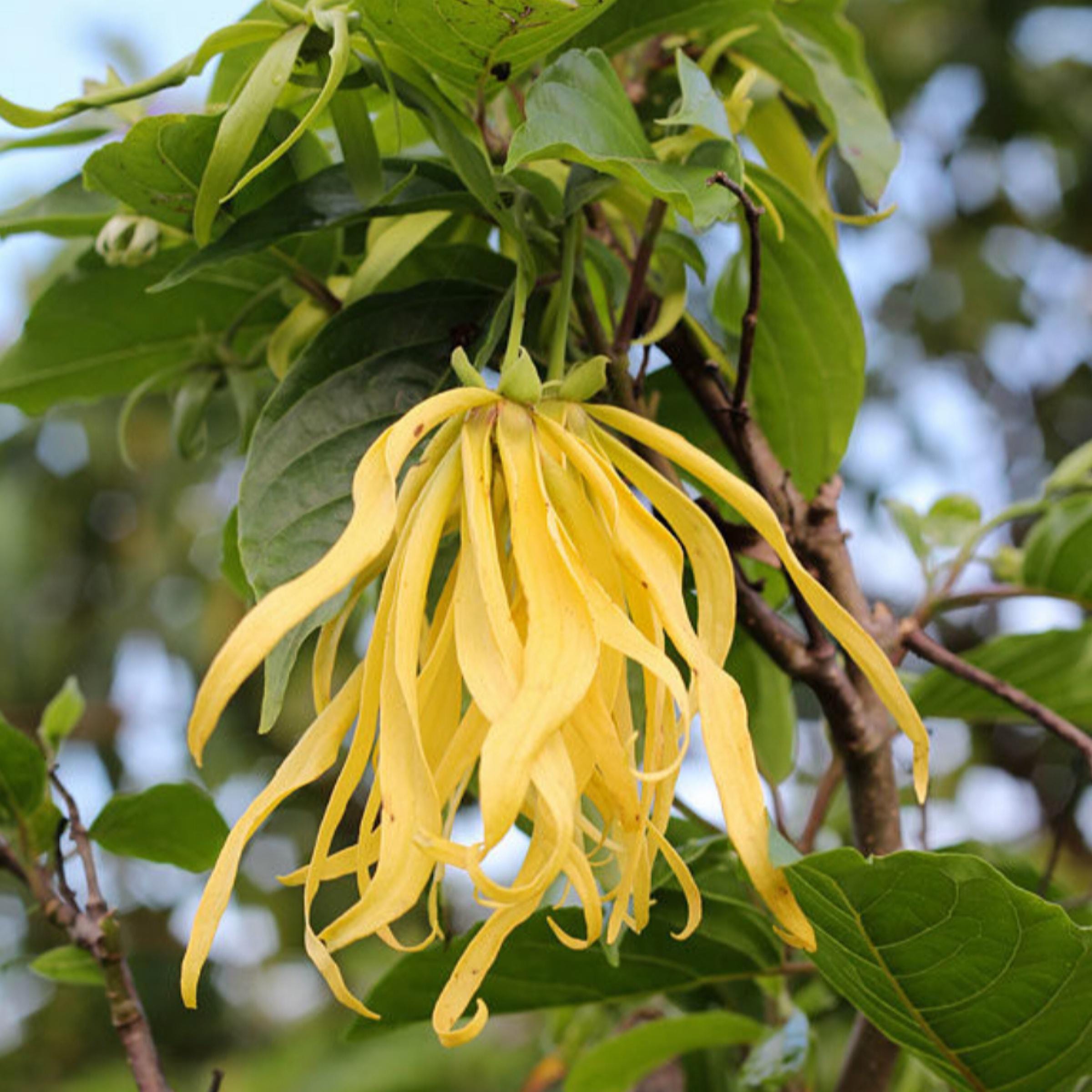 Ylang Ylang Essential Oil, Organic, 100% Pure, Natural
