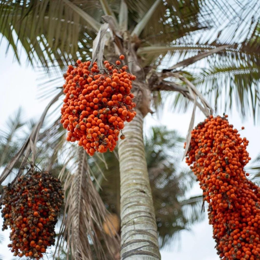 Buriti Fruit Oil, Organic, Cold Pressed, Unrefined, Natural