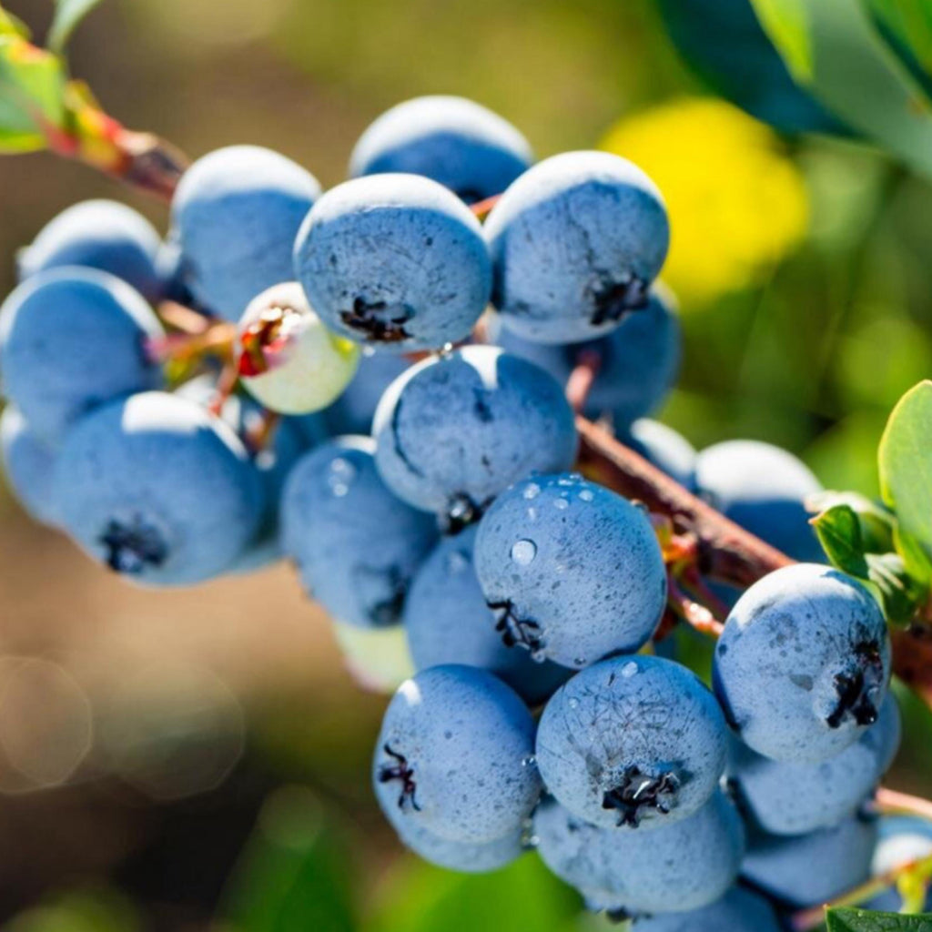 Blueberry Seed Oil, Organic, Cold Pressed, Unrefined, Natural
