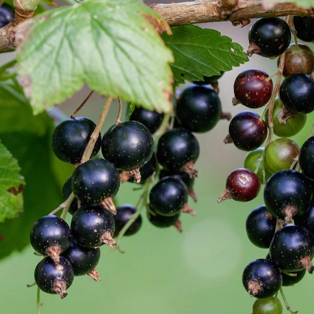 Blackcurrant Seed Oil, Organic, Cold Pressed, Unrefined, Natural