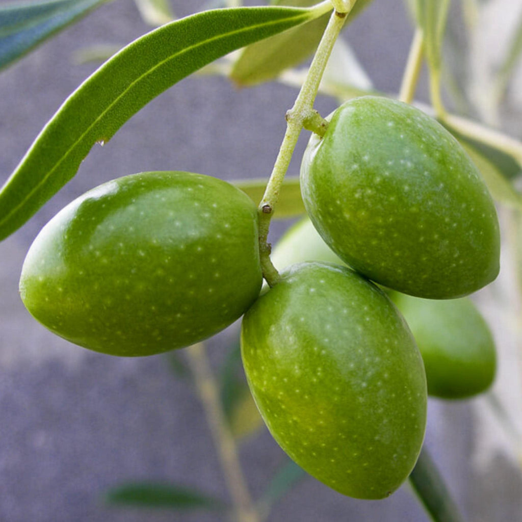 Olive Squalane, Organic, Cold Pressed, Unrefined, Natural
