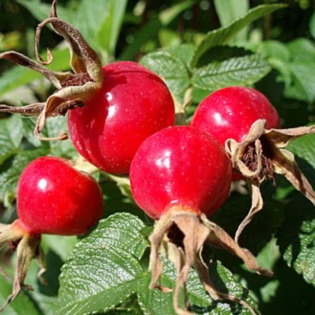 Rosehip Seed Oil, Organic, Cold Pressed, Unrefined, Natural
