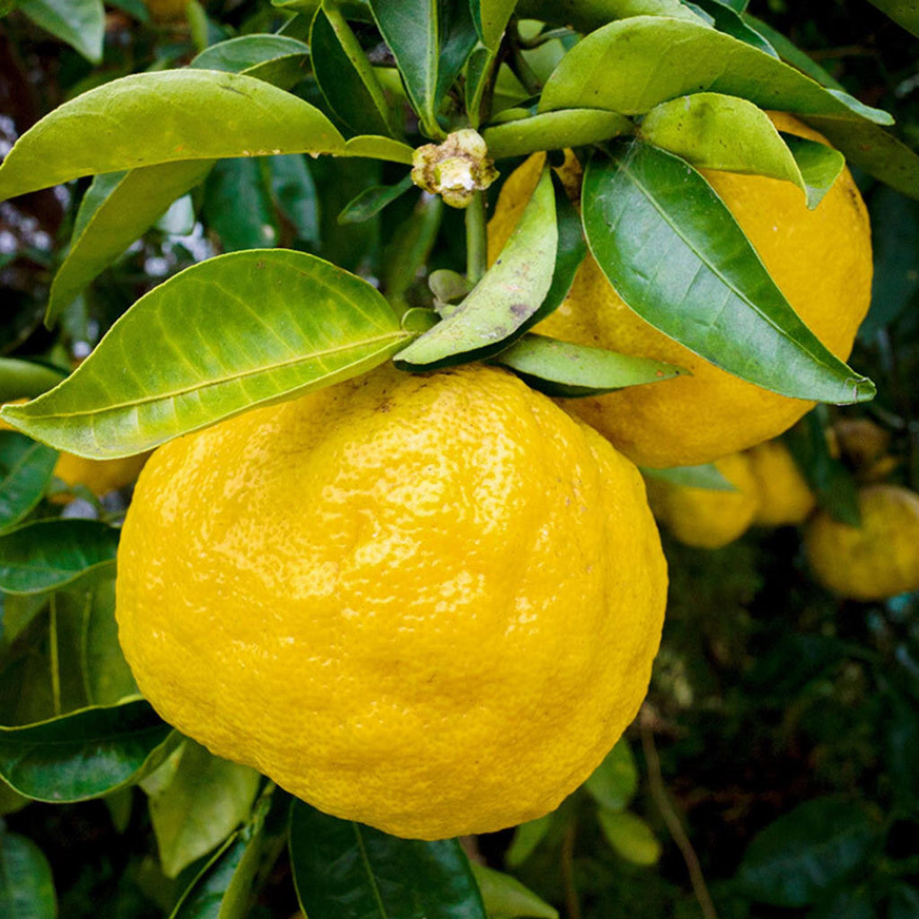 Yuzu Essential Oil, Organic, 100% Pure, Natural