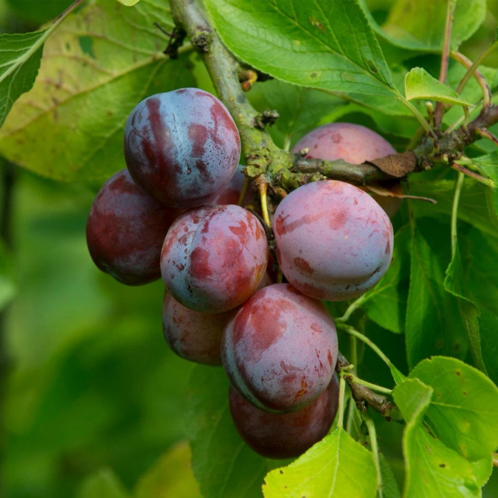 French Plum Seed Oil, Organic, Cold Pressed, Unrefined, Natural