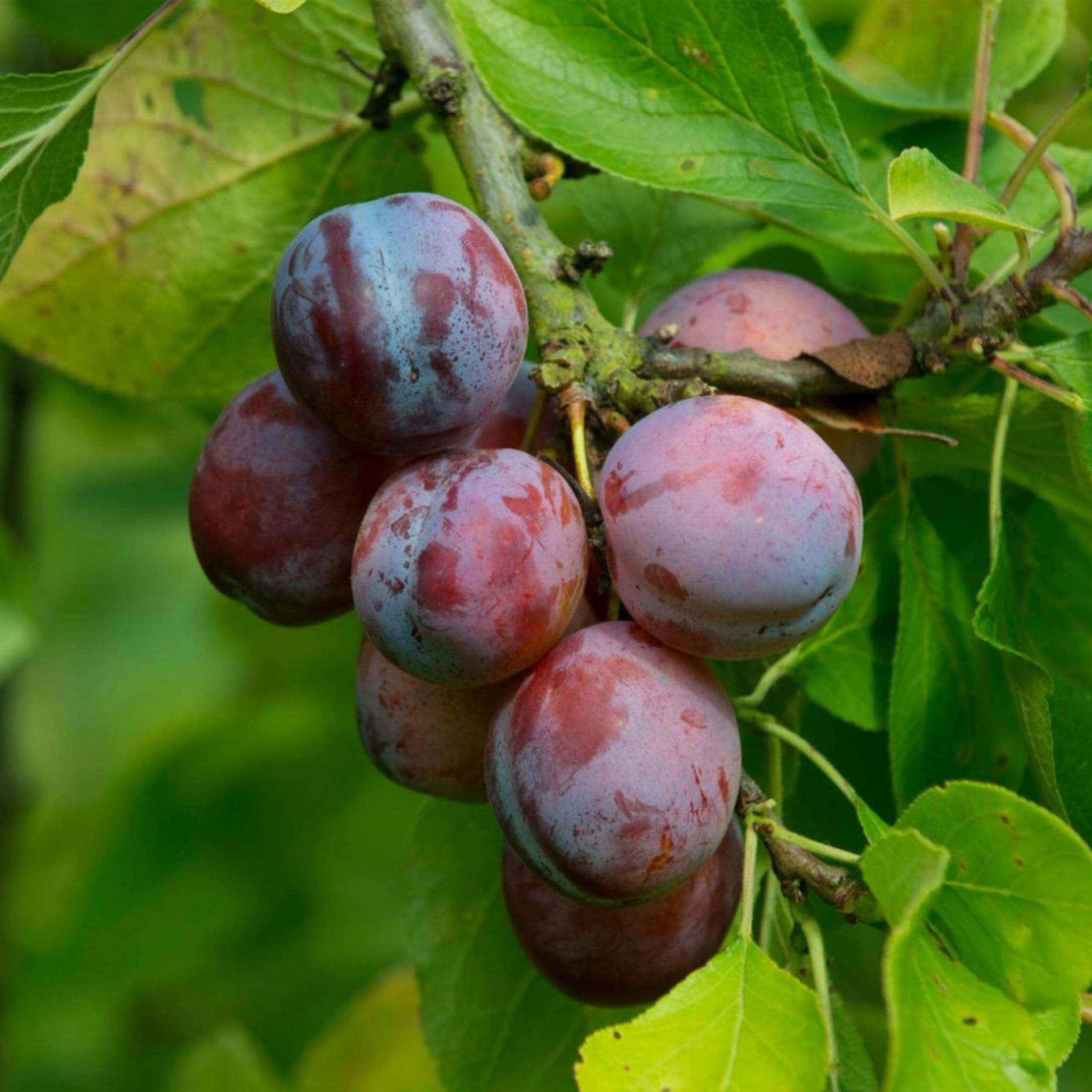 French Plum Seed Oil, Organic, Cold Pressed, Unrefined, Natural
