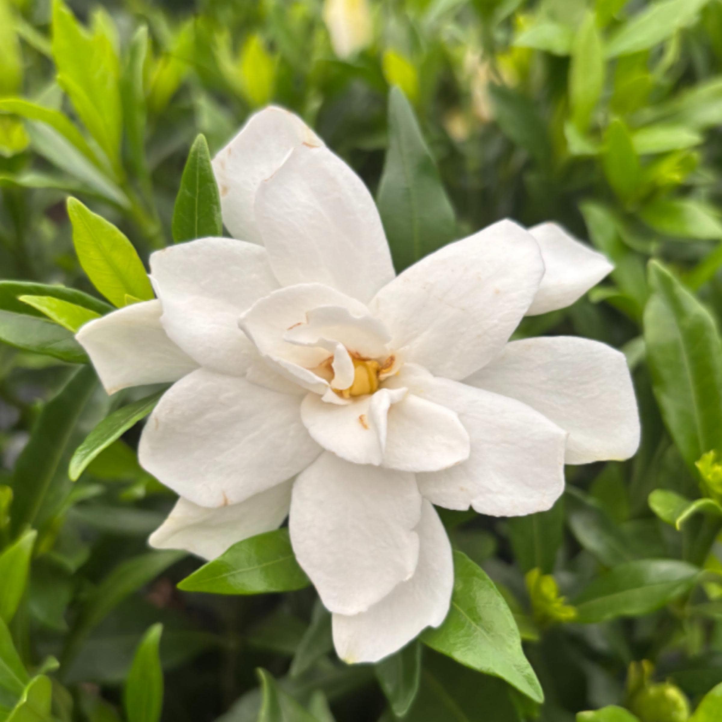 Gardenia Absolute Oil, Organic, 100% Pure, Natural