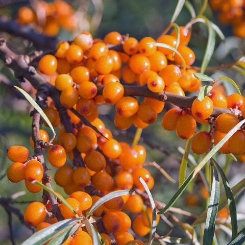 Sea Buckthorn Fruit Oil, Organic, Cold Pressed, Unrefined, Natural