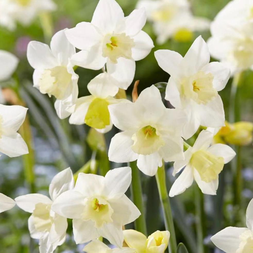 Jonquil Absolute, Organic, 100% Pure, Natural