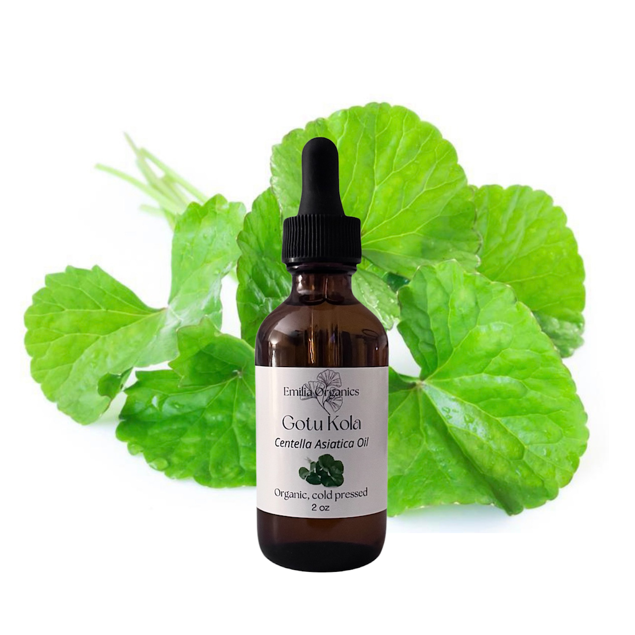 Gotu Kola Oil, Organic, Cold Pressed, Unrefined, Natural