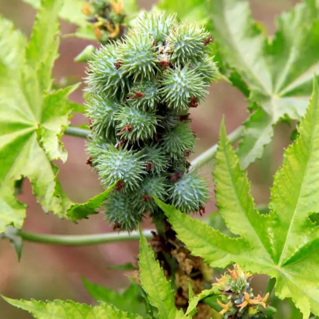 Castor Seed Oil, Organic, Cold Pressed, Unrefined, Natural