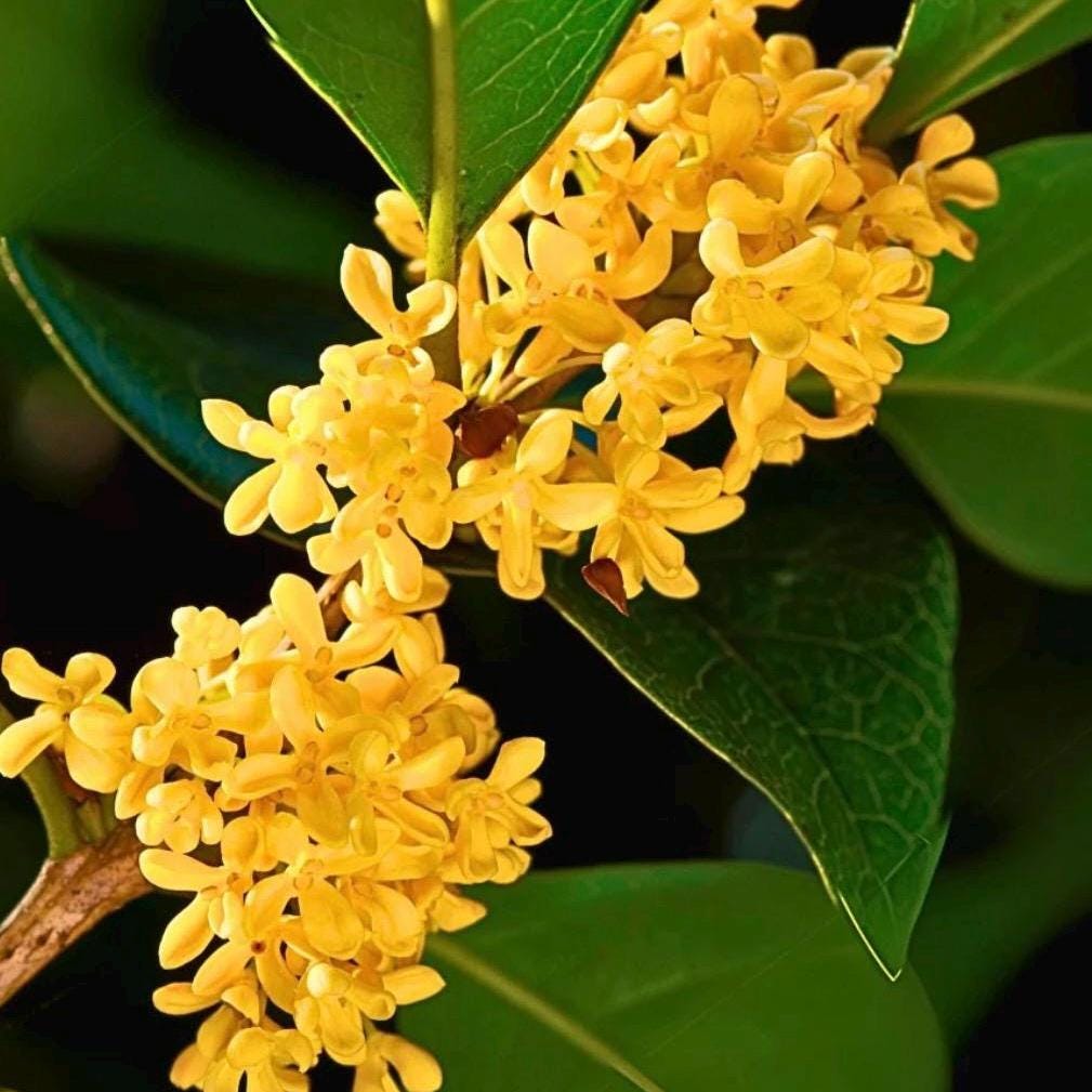 Osmanthus Absolute Oil, Organic, 100% Pure, Natural