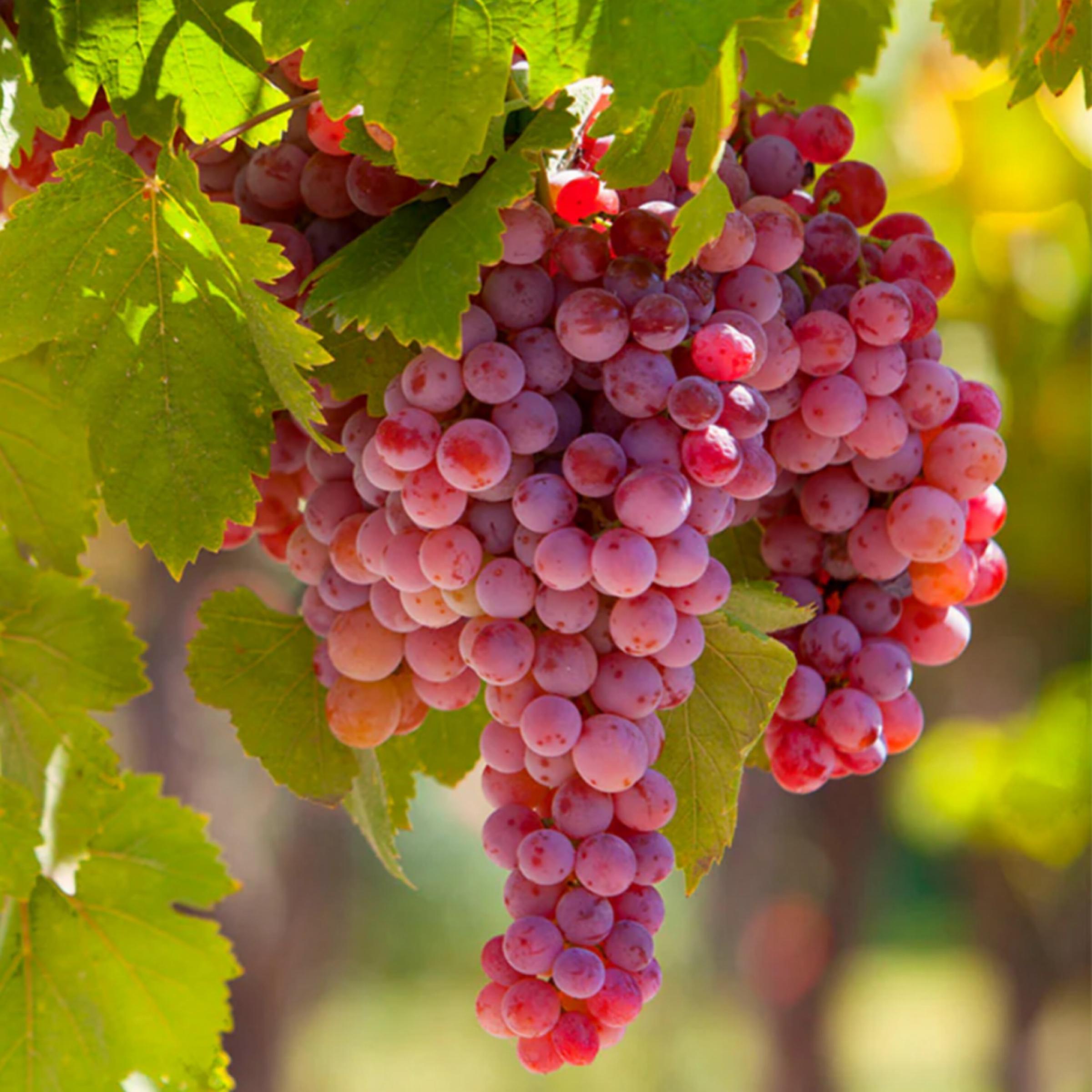 Grape Seed Oil, Organic, Cold Pressed,  Unrefined, Natural