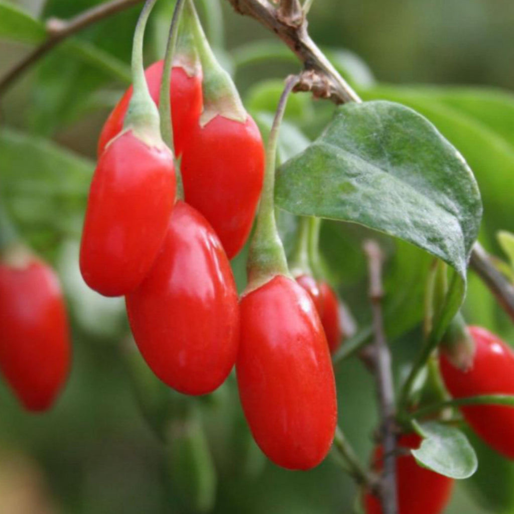 Goji Berry Seed Oil, Organic, Cold Pressed, Unrefined, Natural