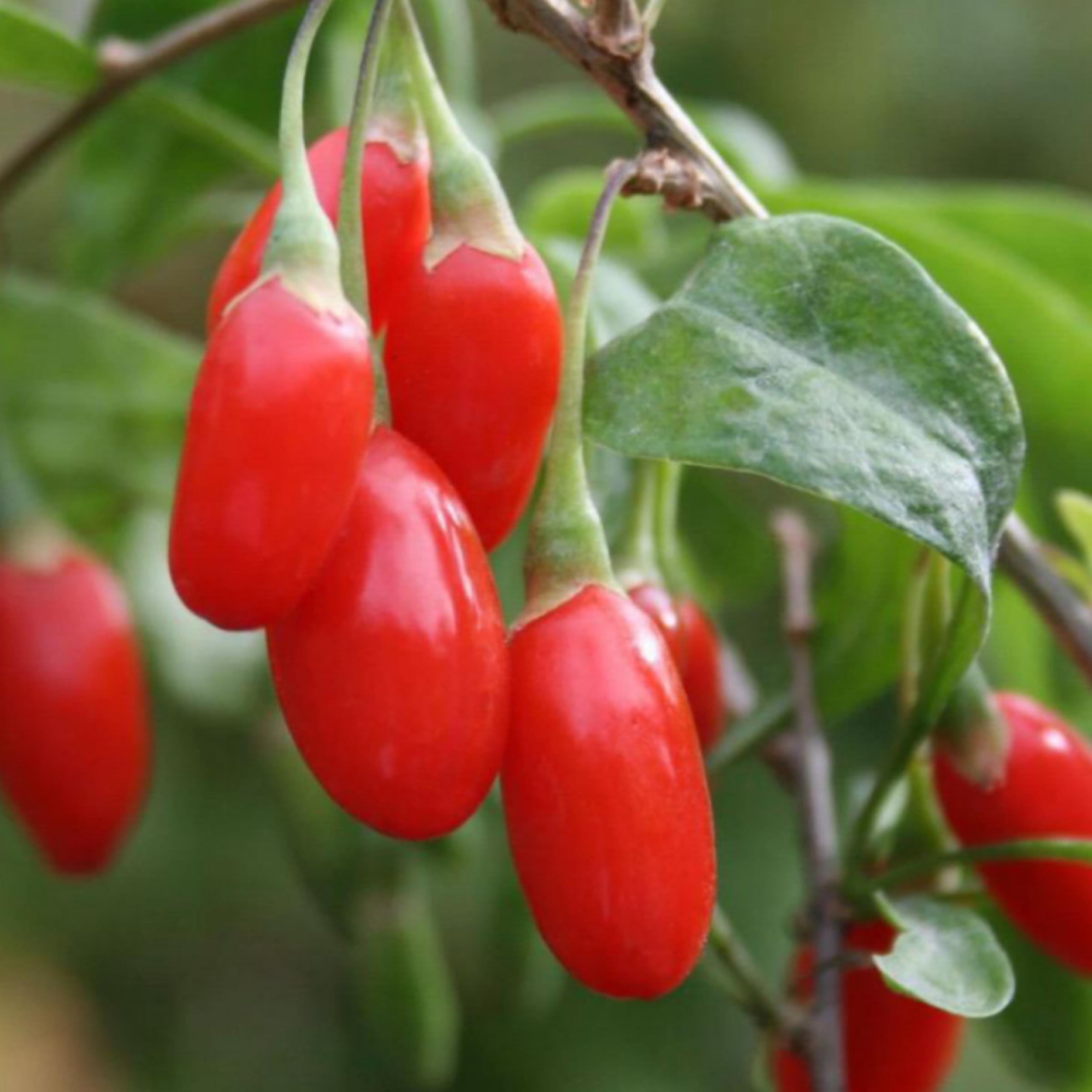 Goji Berry Seed Oil, Organic, Cold Pressed, Unrefined, Natural