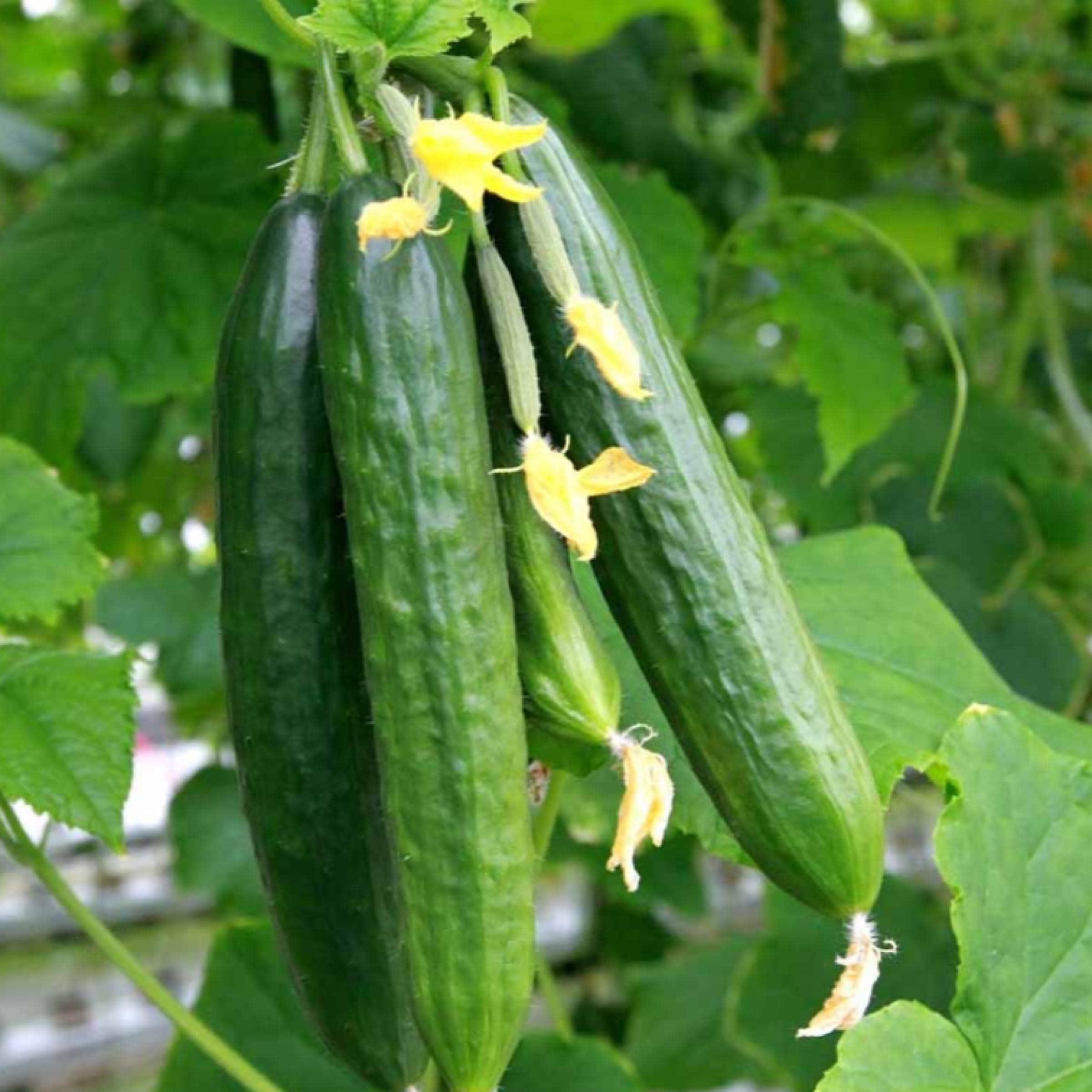 Cucumber Seed Oil, Organic, Cold Pressed, Unrefined, Natural