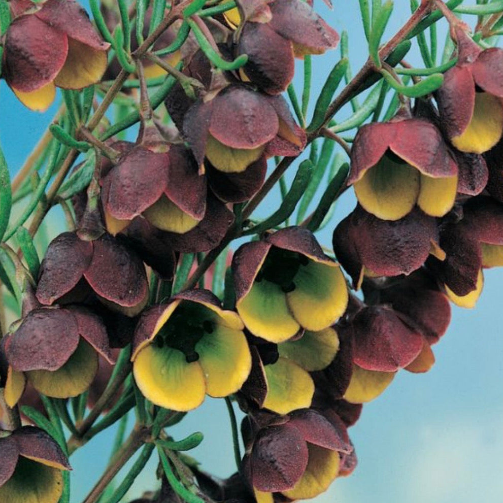 Boronia Absolute Oil, Organic, 100% Pure, Natural