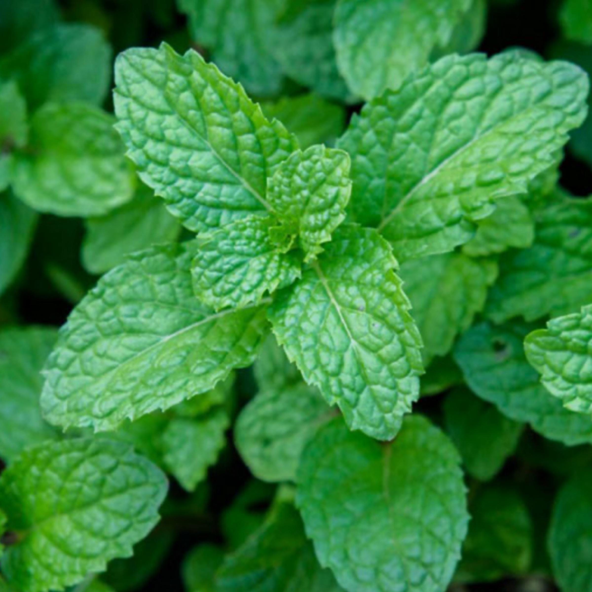 Peppermint Essential Oil, Organic, 100% Pure, Natural