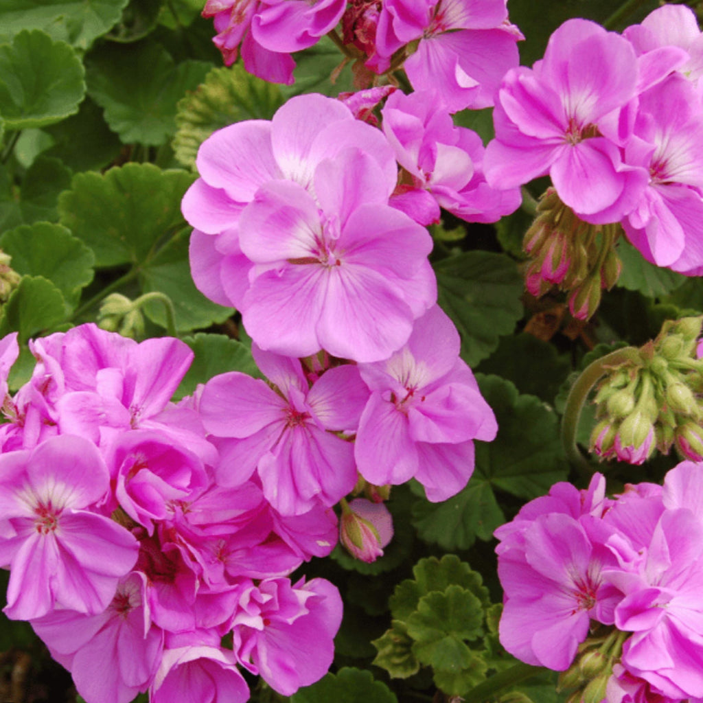 Geranium Essential Oil, Organic, 100% Pure, Natural