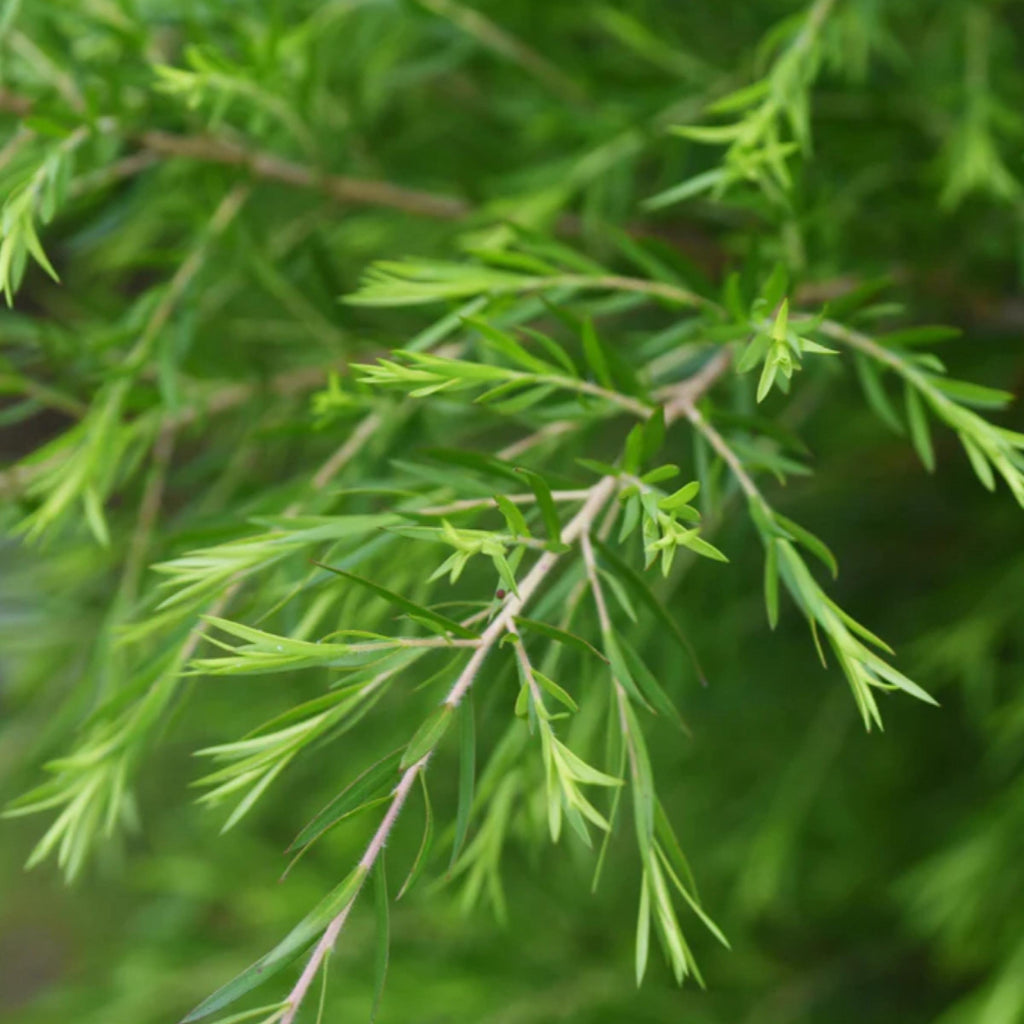 Tea Tree Essential Oil, Organic, 100% Pure, Natural