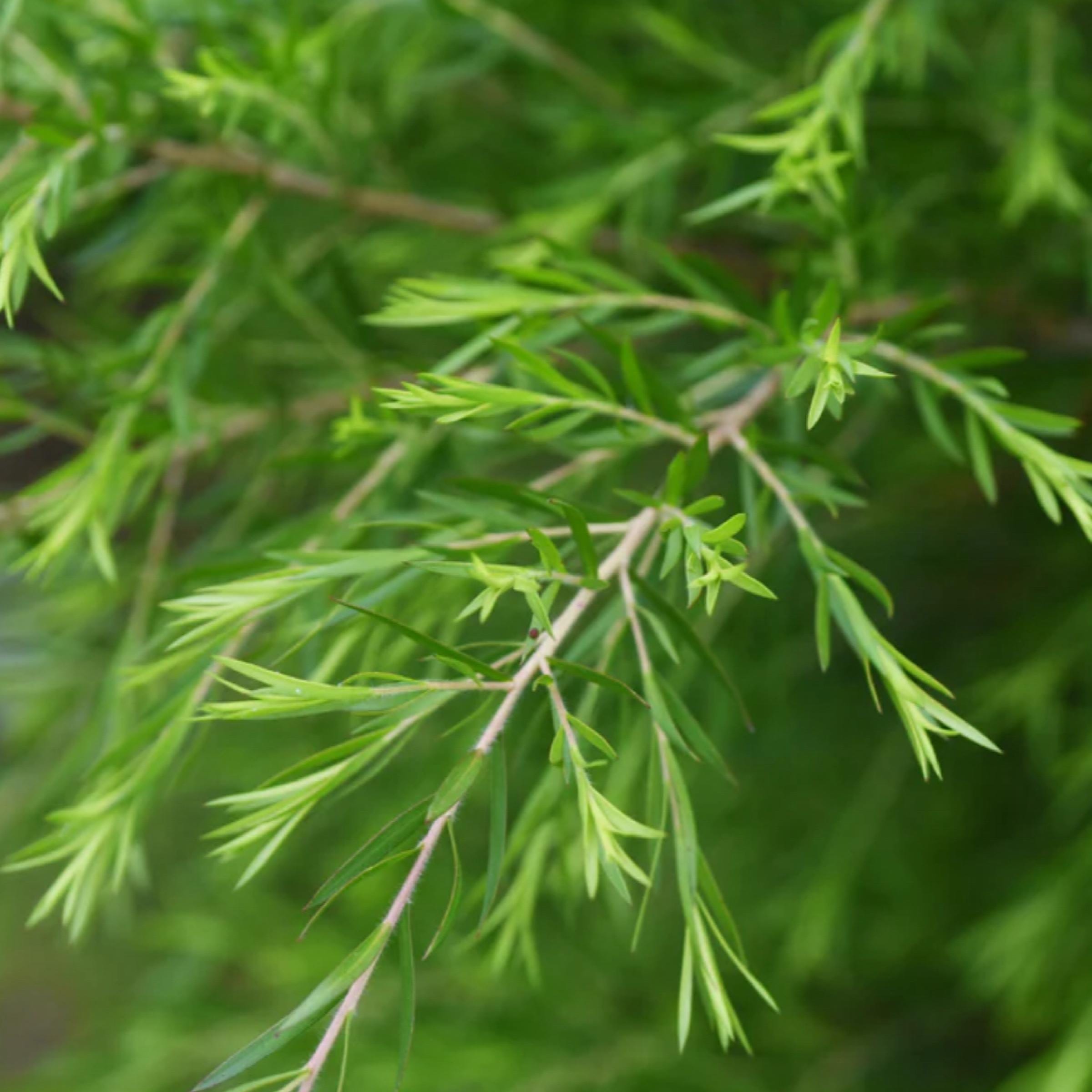 Tea Tree Essential Oil, Organic, 100% Pure, Natural