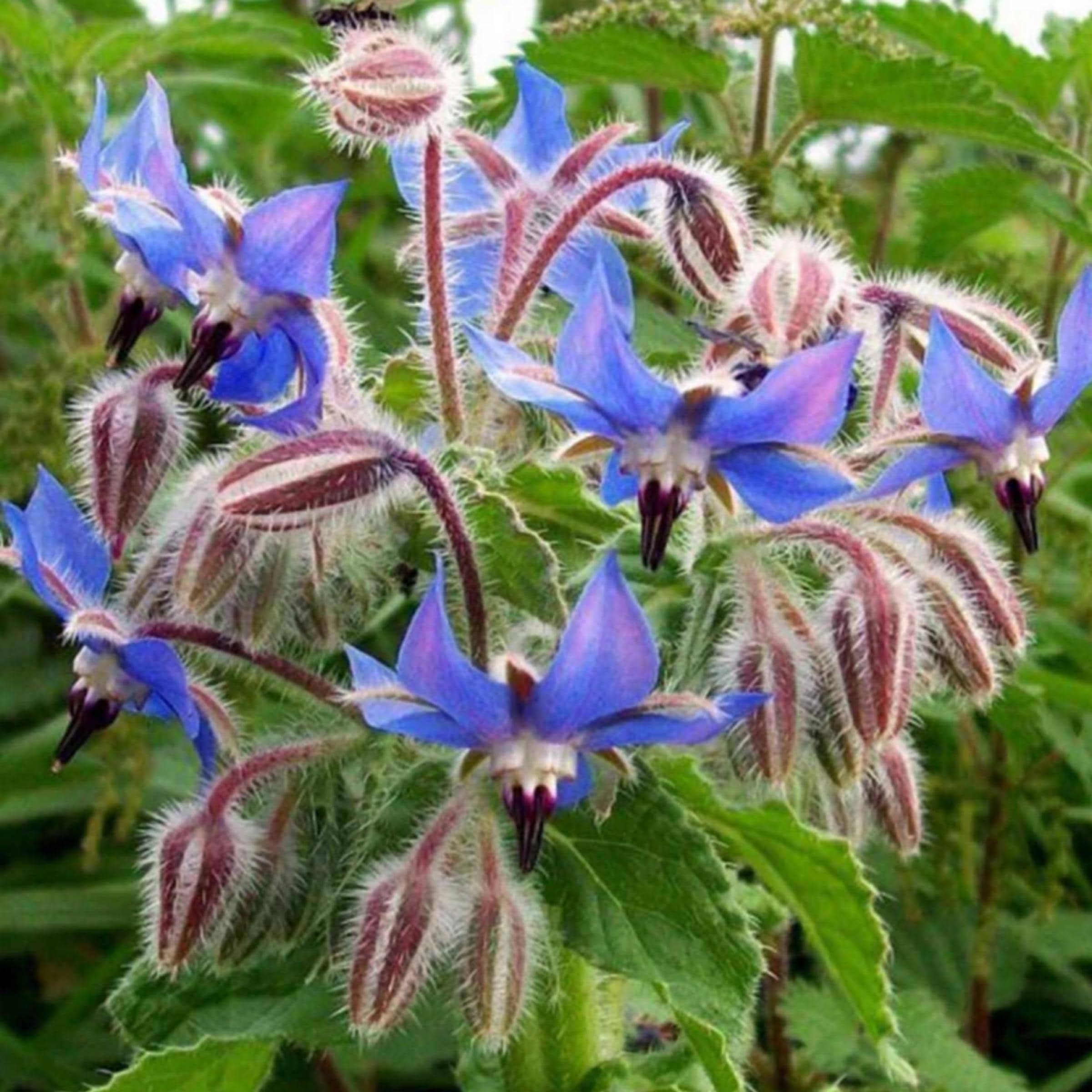 Borage Seed Oil, Organic, Cold Pressed, Unrefined, Natural