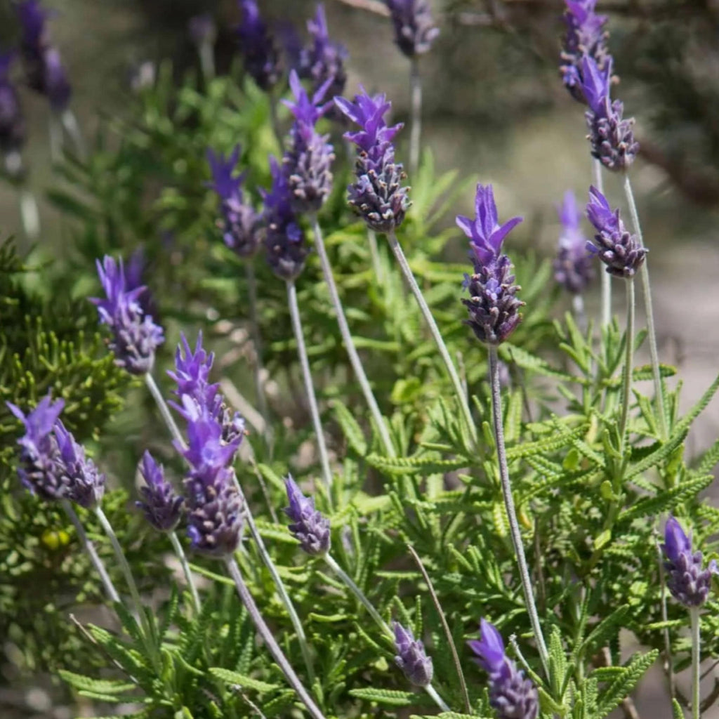 French Lavender Hydrosol, Organic, Pure, Natural