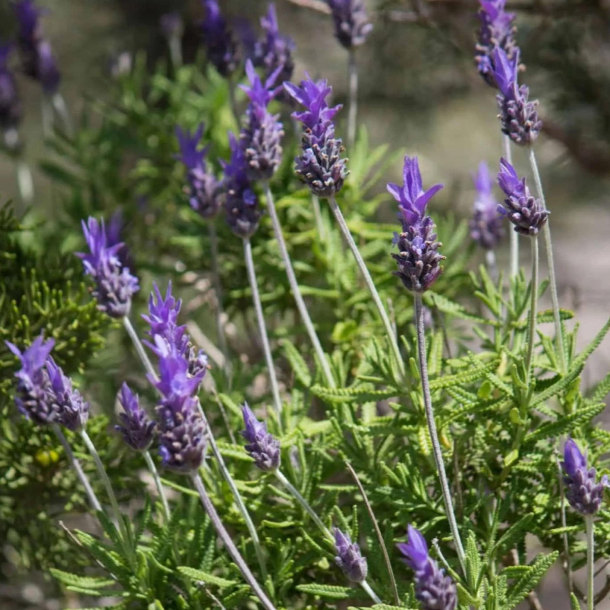 French Lavender Hydrosol, Organic, Pure, Natural