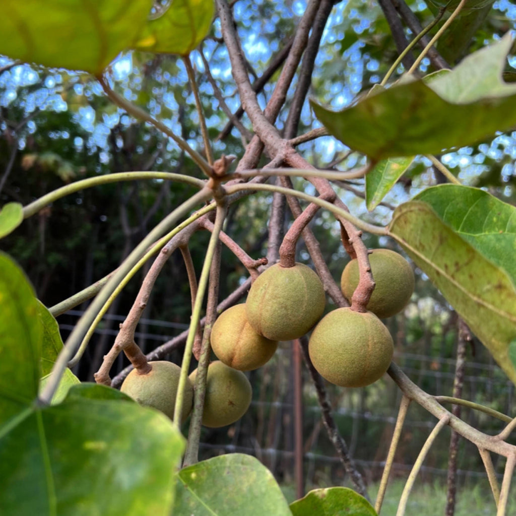 Kukui Nut Oil, Organic, Cold Pressed, Unrefined, Natural