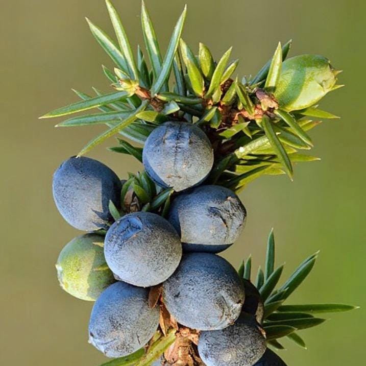 Juniper Berry Essential Oil, Organic, 100% Pure, Natural