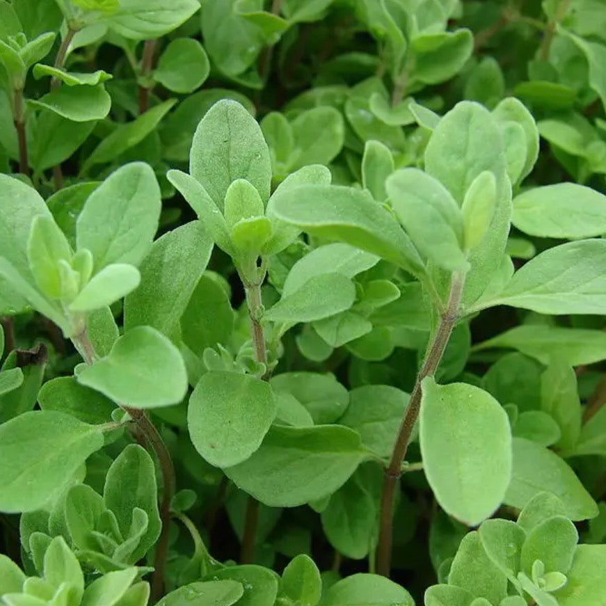 Marjoram Essential Oil, Organic, 100% Pure, Natural