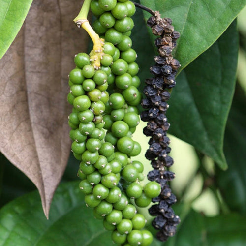 Black Pepper Essential Oil, Organic, 100% Pure, Natural