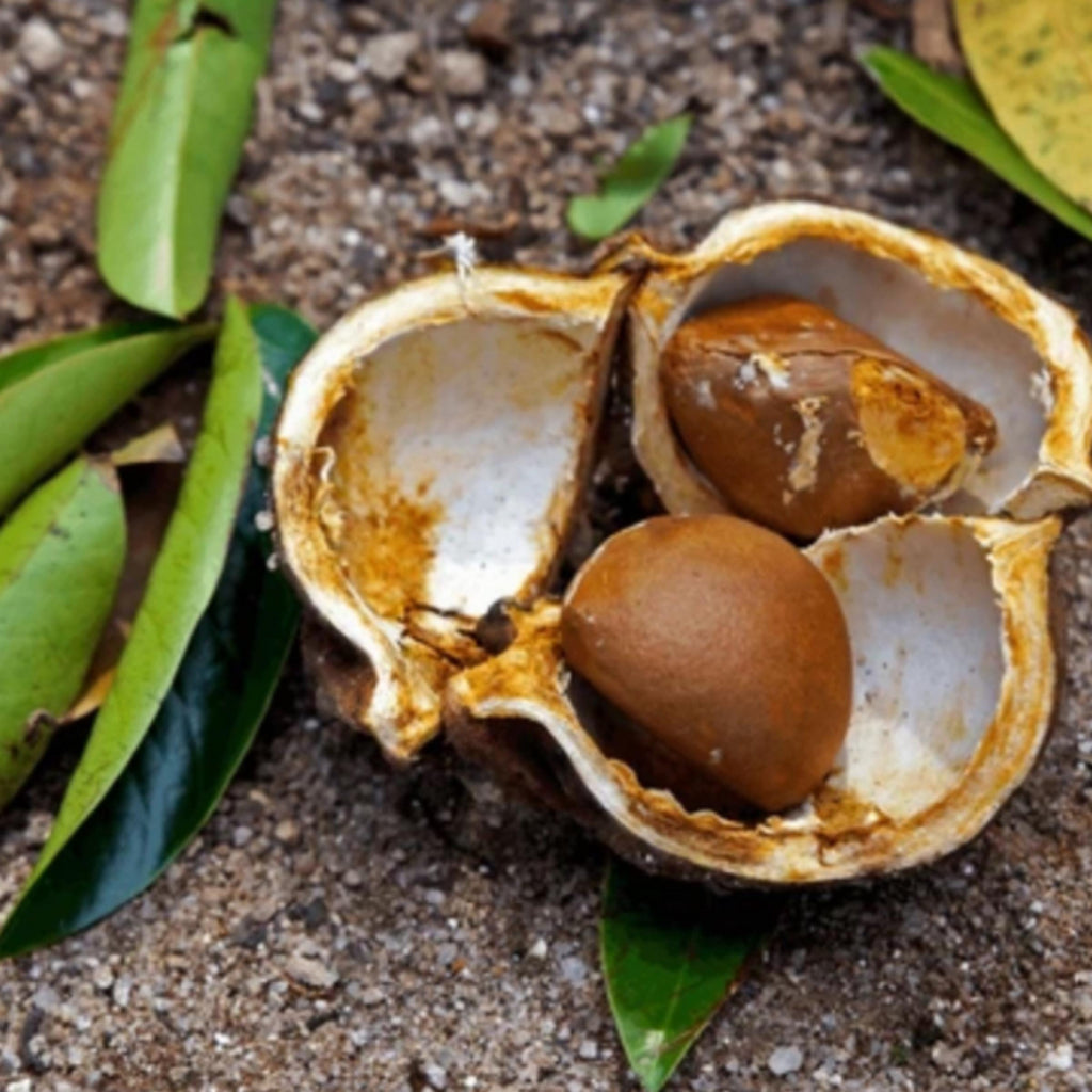 Andiroba Seed Oil, Organic, Cold Pressed, Unrefined, Natural