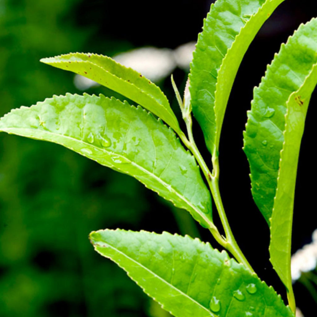Green Tea Seed Oil, Organic, Cold Pressed, Unrefined, Natural