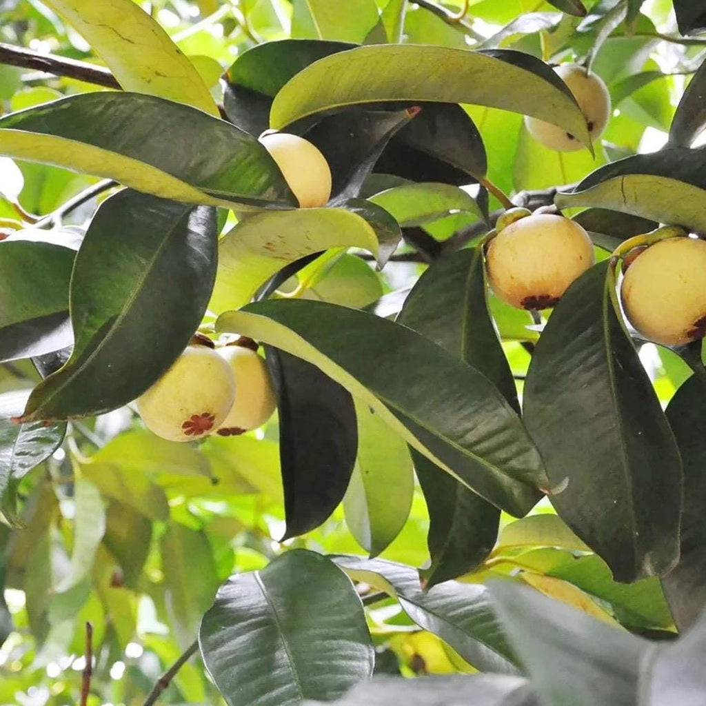 Mangosteen Seed Oil, Organic, Cold Pressed, Unrefined, Natural