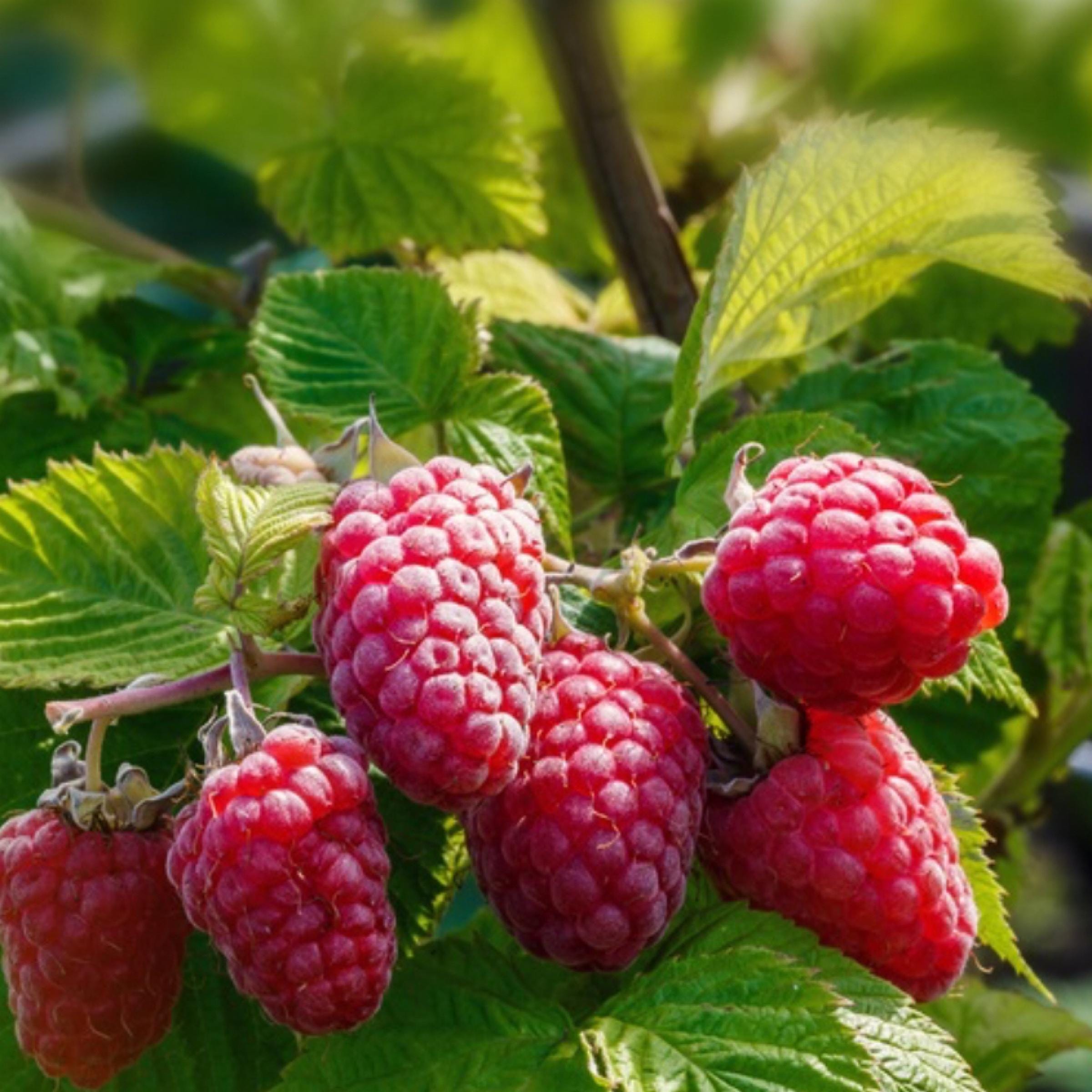 Red Raspberry Seed Oil, Organic, Cold Pressed, Unrefined, Natural