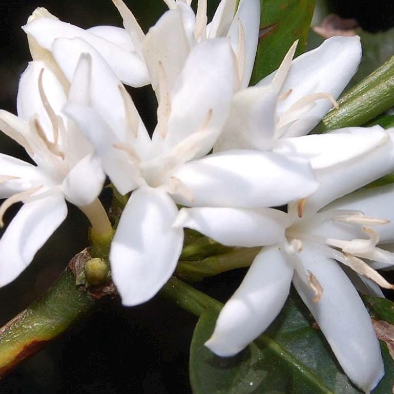 Coffee Blossom Absolute, Organic, 100% Pure, Natural