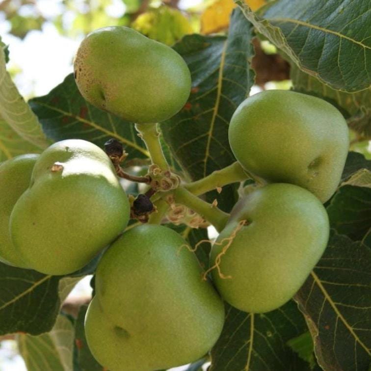 Pequi Fruit Oil, Organic, Cold Pressed, Unrefined, Natural