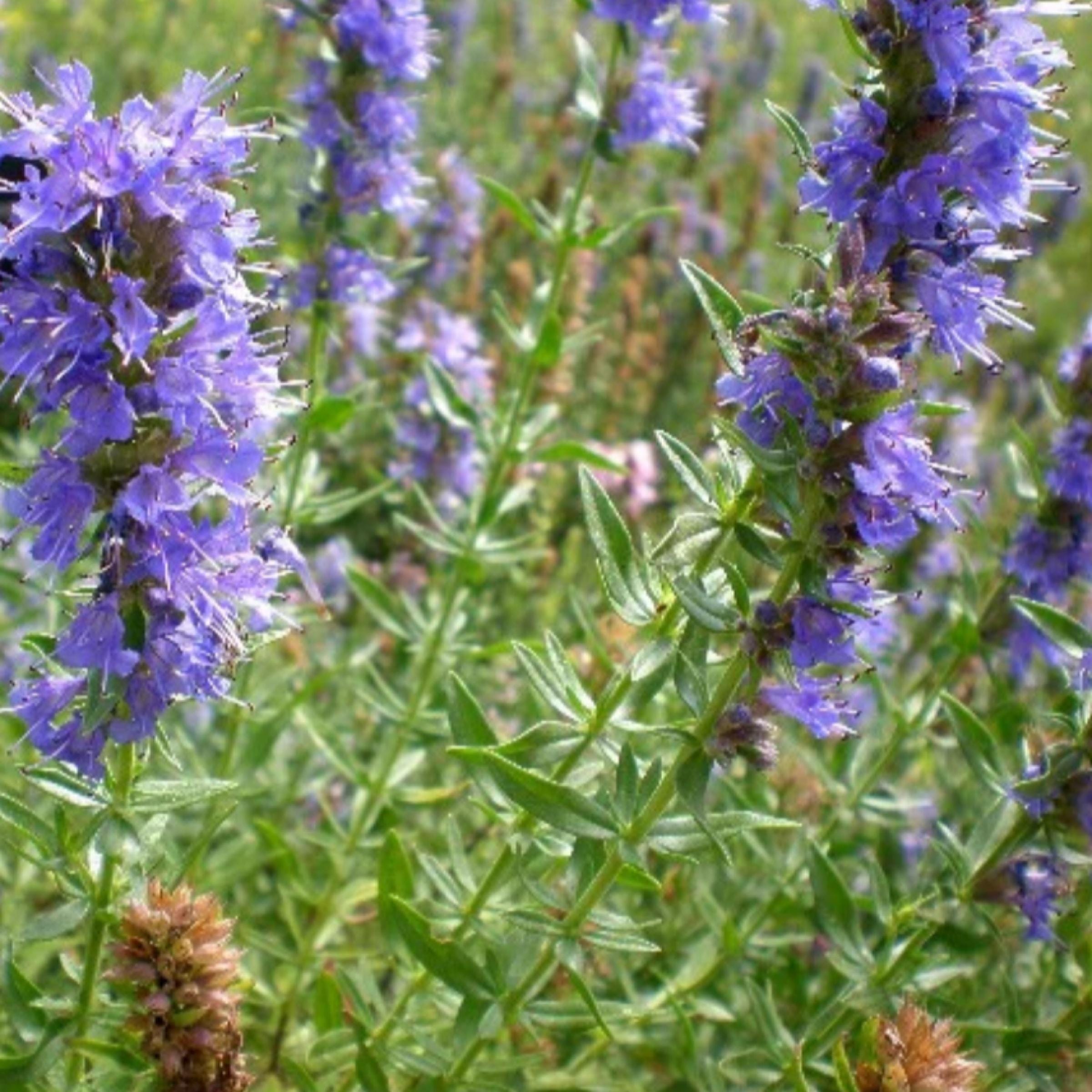Hyssop Essential Oil, Organic, 100% Pure, Natural