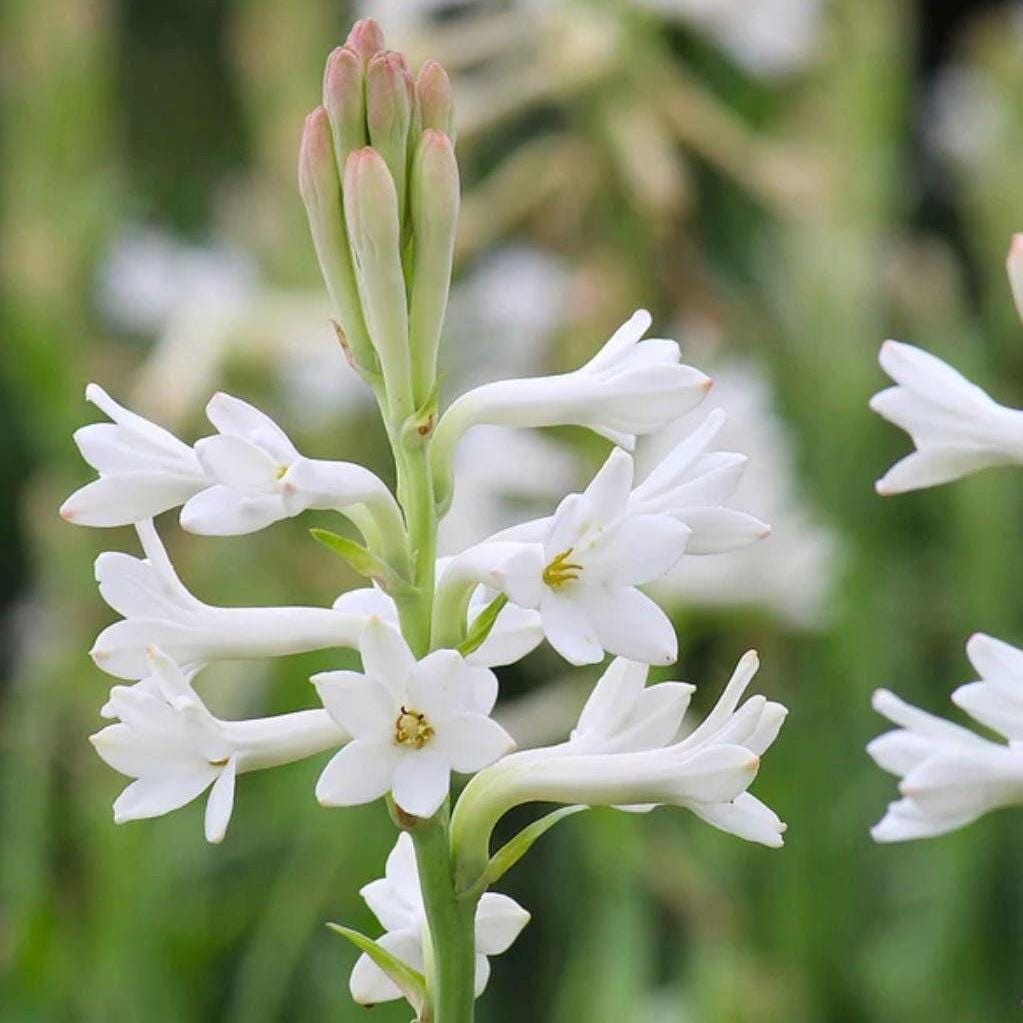 Tuberose Absolute, Organic, 100% Pure, Natural