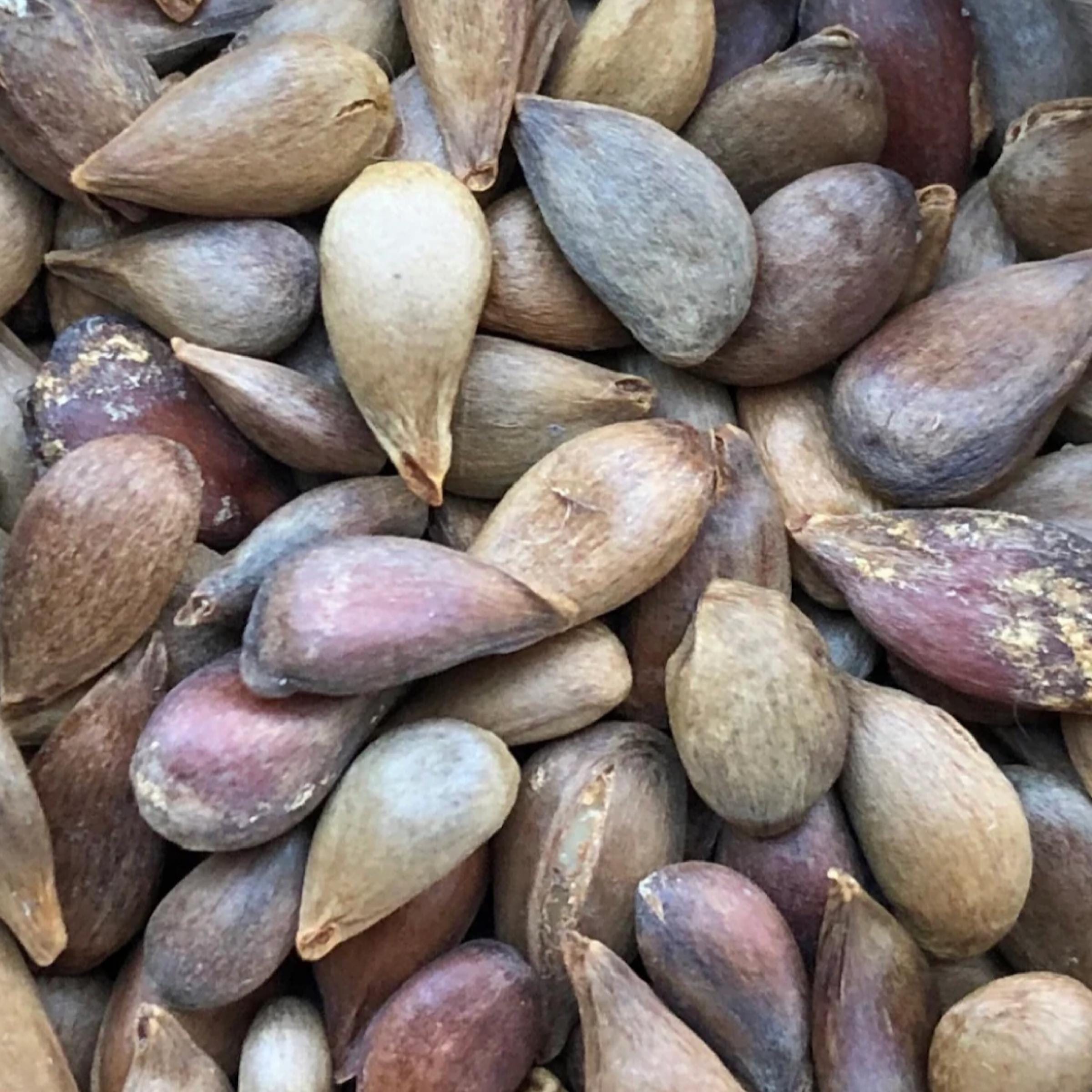 Apple Seed Oil, Organic, Cold Pressed, Unrefined, Natural