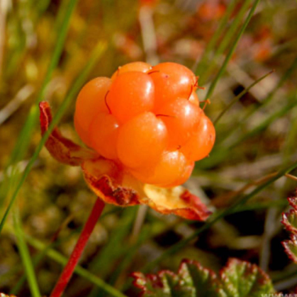 Cloudberry Seed Oil, Nordic Cloudberry, Organic, Cold Pressed, Unrefined, Natural