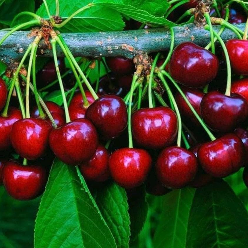 Cherry Kernel Oil, Organic, Cold Pressed, Unrefined, Natural