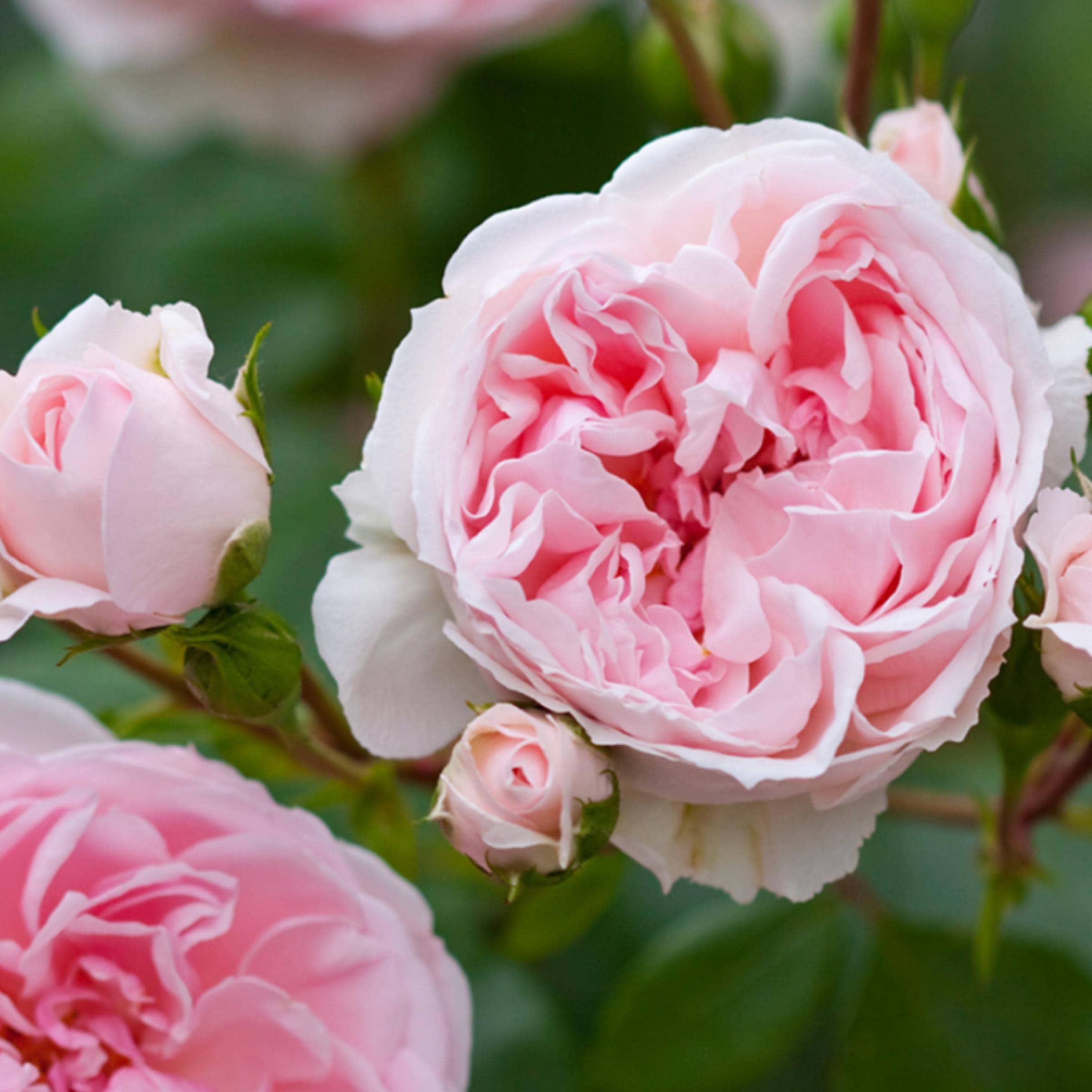 Rose Maroc Absolute Oil, Moroccan Rose Otto, Organic, 100% Pure, Natural