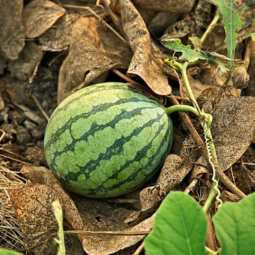 Watermelon Seed Oil, Ootanga Oil, Organic, Cold Pressed, Unrefined, Natural