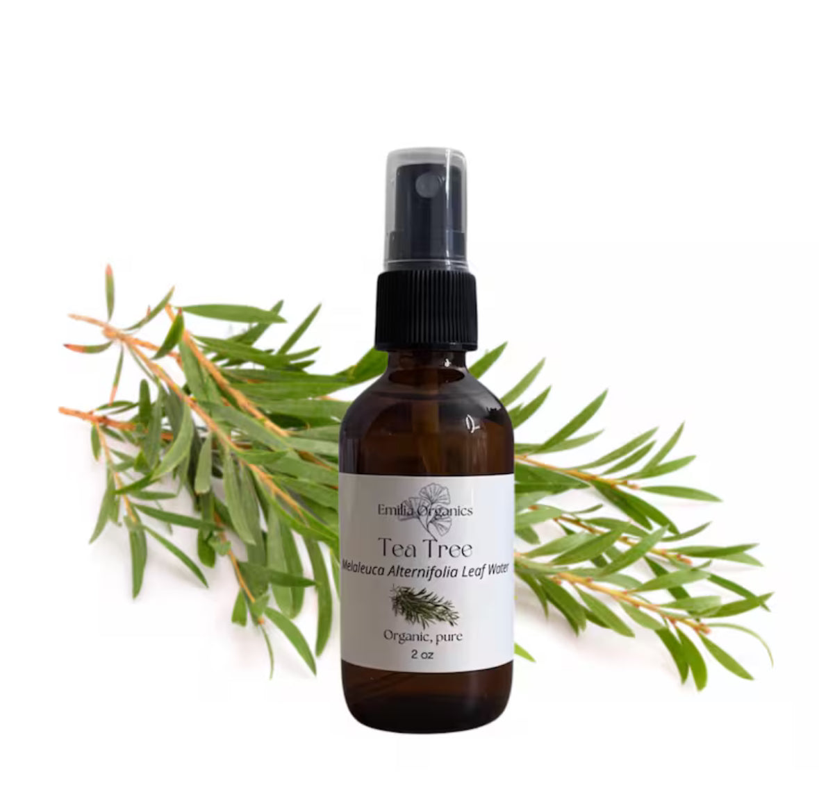 Tea Tree Hydrosol, Organic, Pure, Natural