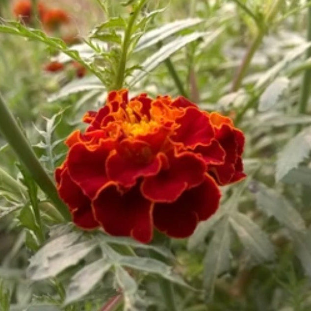 Tagetes Essential Oil, Organic, 100% Pure, Natural