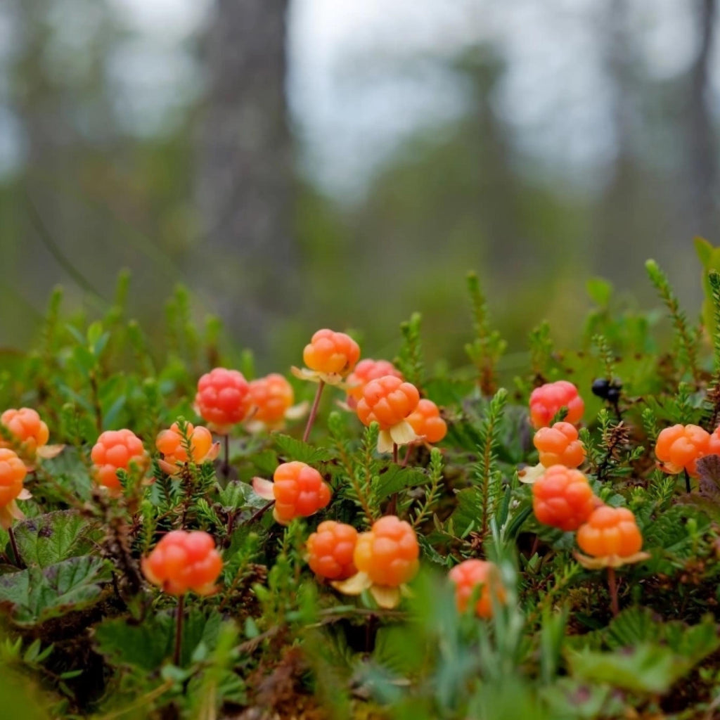 Cloudberry Seed Oil, Nordic Cloudberry, Organic, Cold Pressed, Unrefined, Natural